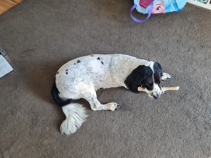 A black-and-white spaniel-type dog lying on the carpet with a bone, its tail and legs freshly trimmed