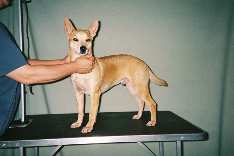 A dog being handled on a grooming table