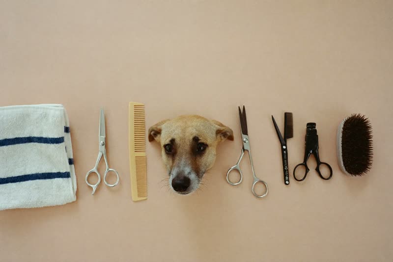 Grooming tools laid out on a clean surface