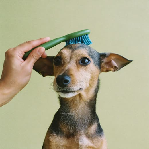 A small dog being brushed out