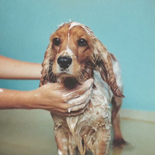 A spaniel being bathed